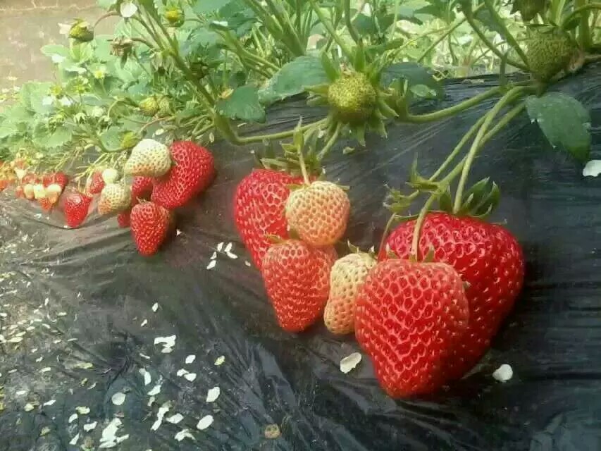 草莓使用效果图